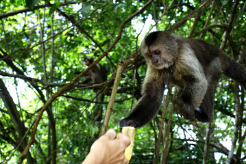 Monos amigables comparten con humanos al aire libre