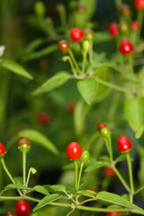 Native Pepper of Texas Chiltepin Pepper Capsicum annuum var. glabriusculum