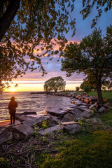 Edgewater Beach Willow Tree in Cleveland Ohio