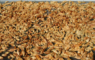 Aji Limon Peruvian Peppers Drying in Sun