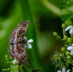 butterfly on a leaf
