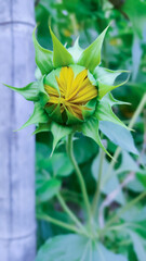 yellow flower in the garden
