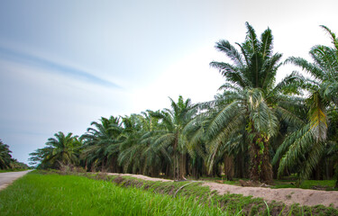 Fototapeta na wymiar Palm oil plantation. Row of palm tree with dirt road.