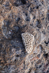 Fototapeta premium Texture of the coral on the brown stone