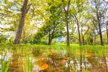 Fototapeta na wymiar Green tree park with pond against blue sky cloud