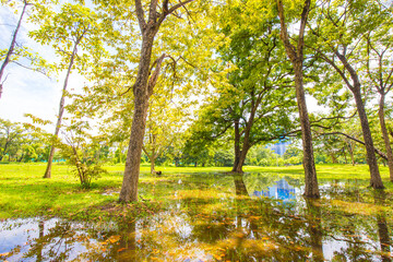 Obraz premium Green tree park with pond against blue sky cloud