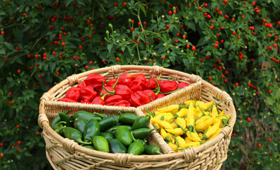 Mixed Peppers in basket with Pepper Bush in Background