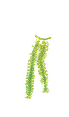 Sea grapes ( green caviar ) seaweed on white background