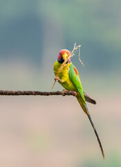 A male plum-headed parakeet feeding on a the rice grains in the paddy fields on the outskirts of Shivamooga, Karnataka