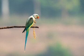 A male malabar parakeet feeding on rice grains in the paddy fields on the outskirts of Shivmoga, Karnataka