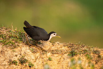 A white breasted waterhen feeding on rice paddy on the edges of a paddy field on the outskirts of Shivamooga, Karnataka