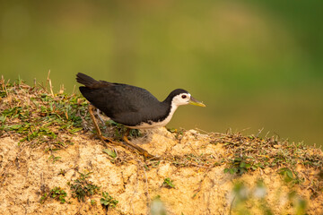 A white breasted waterhen feeding on rice paddy on the edges of a paddy field on the outskirts of Shivamooga, Karnataka