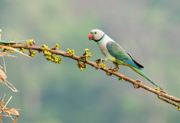 A male malabar parakeet feeding on rice grains in the paddy fields on the outskirts of Shivamooga, Karnataka