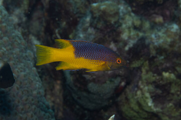 Juvenile Spanish Hogfish on Caribbean Coral Reef