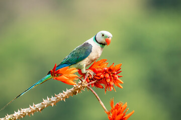 A male malabar parakeet feeding on rice grains in the paddy fields on the outskirts of Shivamooga, Karnataka