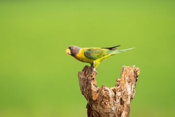 A female plum-headed parakeet perched on a tree branch and feeding on paddy seeds in the paddy fields on the outskirts of Shivamooga, Karnataka