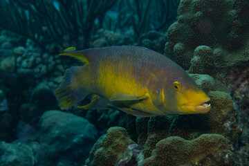 Spanish Hogfish on Caribbean Coral Reef