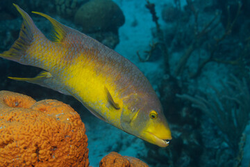 Spanish Hogfish on Caribbean Coral Reef