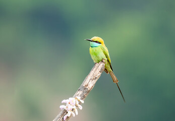 A blue tailed green bee eater perched on a small twig on the outskirts of Shivamooga, Karnataka