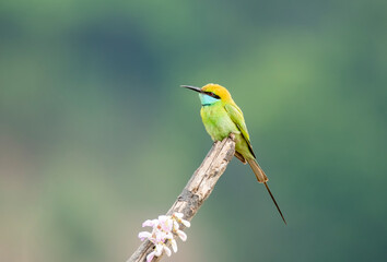 A blue tailed green bee eater perched on a small twig on the outskirts of Shivamooga, Karnataka