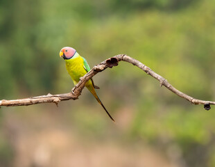 A male plum-headed parakeet feeding on a the rice grains in the paddy fields on the outskirts of Shivamooga, Karnataka
