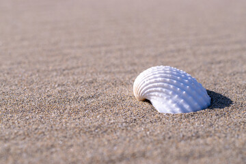 Summer sale with seashells, starfishes on sand ocean beach background. Tranquil beach scene with copy space.