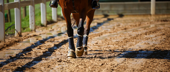 Horse legs close-up in crotch while training on the riding arena, with bell boots and gaiters..