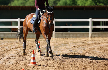 Horse doing ground work in serpentine lines around pylons, shot from the front in the turn..