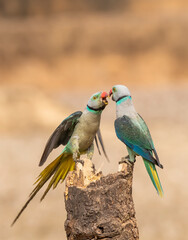 A pair of malabar parakeets fighting on a perch for a position to feed on rice paddy in the outskirts of Shivmoga, Karnataka