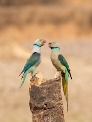 A pair of malabar parakeets fighting on a perch for a position to feed on rice paddy in the outskirts of Shivmoga, Karnataka