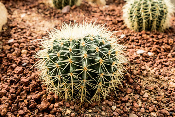 close up of cactus on ground