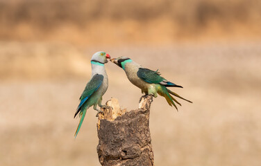 A pair of malabar parakeets fighting on a perch for a position to feed on rice paddy in the outskirts of Shivmoga, Karnataka