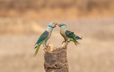 A pair of malabar parakeets fighting on a perch for a position to feed on rice paddy in the outskirts of Shivmoga, Karnataka