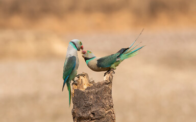 A pair of malabar parakeets fighting on a perch for a position to feed on rice paddy in the outskirts of Shivmoga, Karnataka