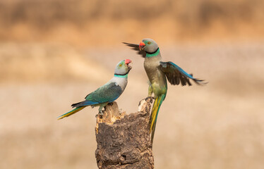 A pair of malabar parakeets fighting on a perch for a position to feed on rice paddy in the outskirts of Shivmoga, Karnataka