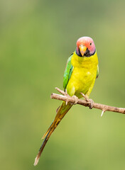 A male plum-headed parakeet feeding on a the rice grains in the paddy fields on the outskirts of Shivamooga, Karnataka