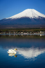 White swan swim on Yamanaka lake with Fuji