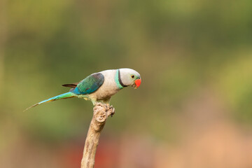 A male malabar parakeet feeding on rice grains in the paddy fields on the outskirts of Shivamooga, Karnataka