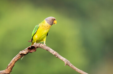 A female plum-headed parakeet perched on a tree branch and feeding on paddy seeds in the paddy fields on the outskirts of Shivamooga, Karnataka