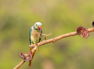 A male malabar parakeet feeding on rice grains in the paddy fields on the outskirts of Shivamooga, Karnataka