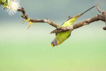 A female plum-headed parakeet perched on a tree branch and feeding on paddy seeds in the paddy fields on the outskirts of Shivamooga, Karnataka