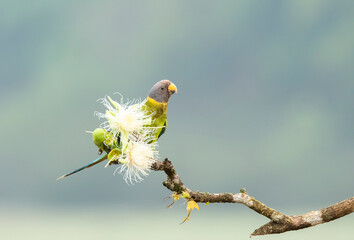 A female plum-headed parakeet perched on a tree branch and feeding on paddy seeds in the paddy...