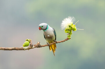 A male malabar parakeet feeding on rice grains in the paddy fields on the outskirts of Shivamooga, Karnataka