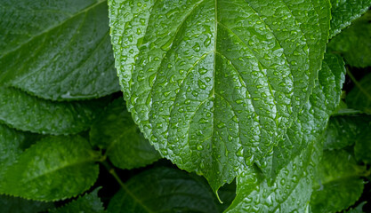Rain drops on green leaf. Big water drop Water on green leaf.