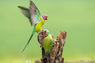 A pair of malabar parakeets fighting on a perch for a position to feed on rice paddy in the outskirts of Shivmoga, Karnataka