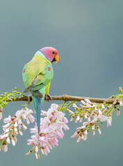 A male plum-headed parakeet feeding on a the rice grains in the paddy fields on the outskirts of Shivamooga, Karnataka