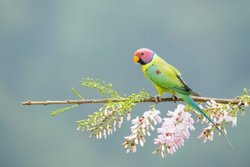 A male plum-headed parakeet feeding on a the rice grains in the paddy fields on the outskirts of...
