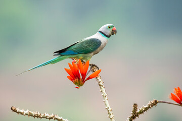 A male malabar parakeet feeding on rice grains in the paddy fields on the outskirts of Shivamooga, Karnataka