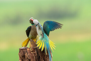 A pair of malabar parakeets fighting on a perch for a position to feed on rice paddy in the outskirts of Shivmoga, Karnataka