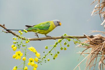 A female plum-headed parakeet perched on a tree branch and feeding on paddy seeds in the paddy...